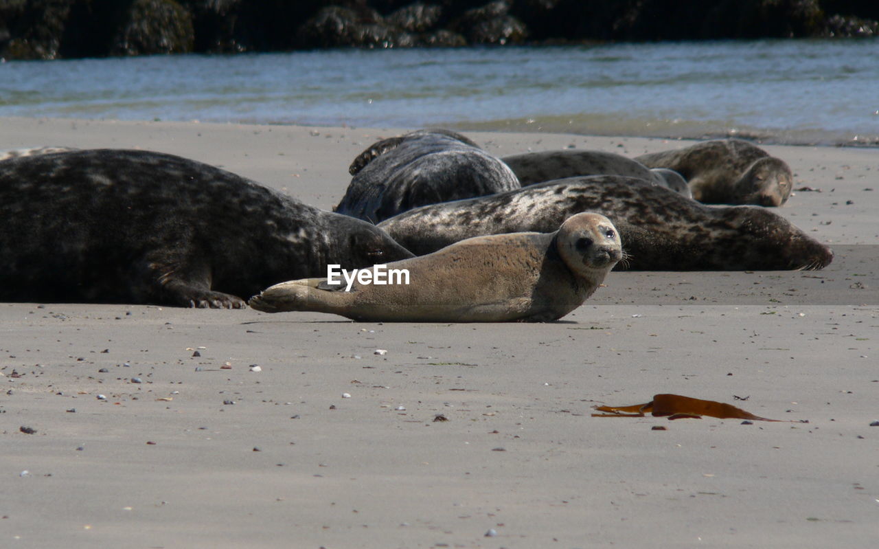 View of seals resting on shore