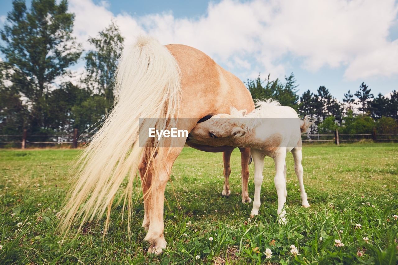 Mare feeding foal while standing on grassy field at barn against sky