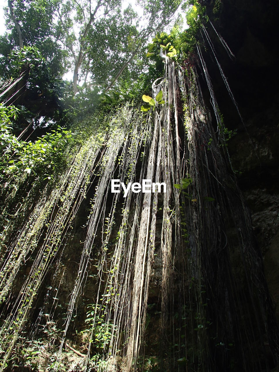 LOW ANGLE VIEW OF TREES IN FOREST