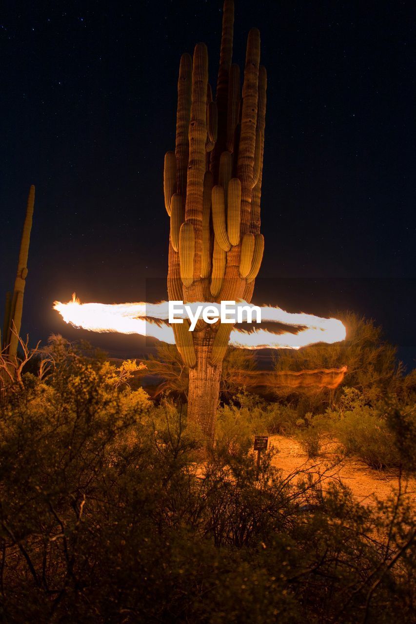 Illuminated circle around cactus