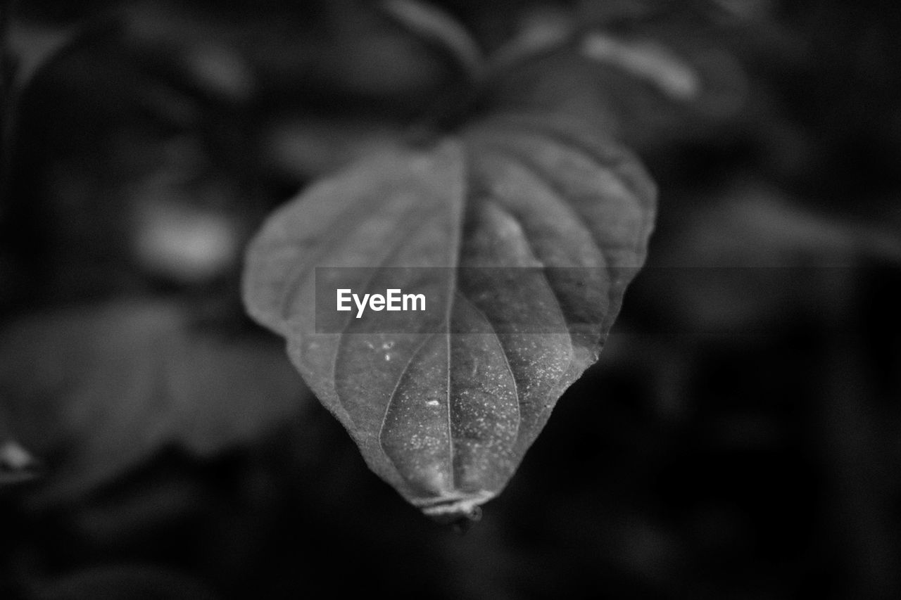 CLOSE-UP OF WATER DROPS ON LEAF OUTDOORS