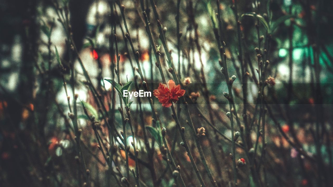 CLOSE-UP OF FLOWERING PLANT ON LAND