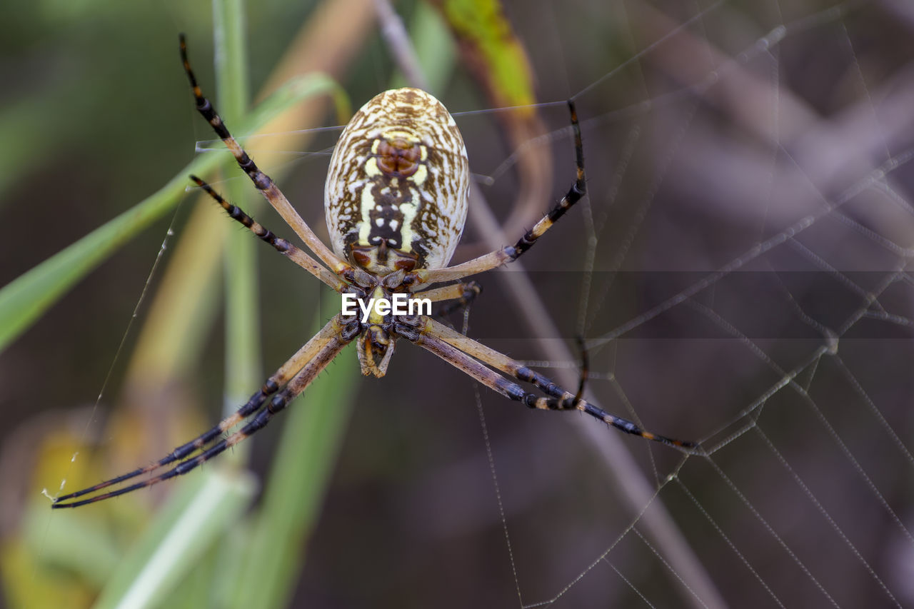 SPIDER ON WEB