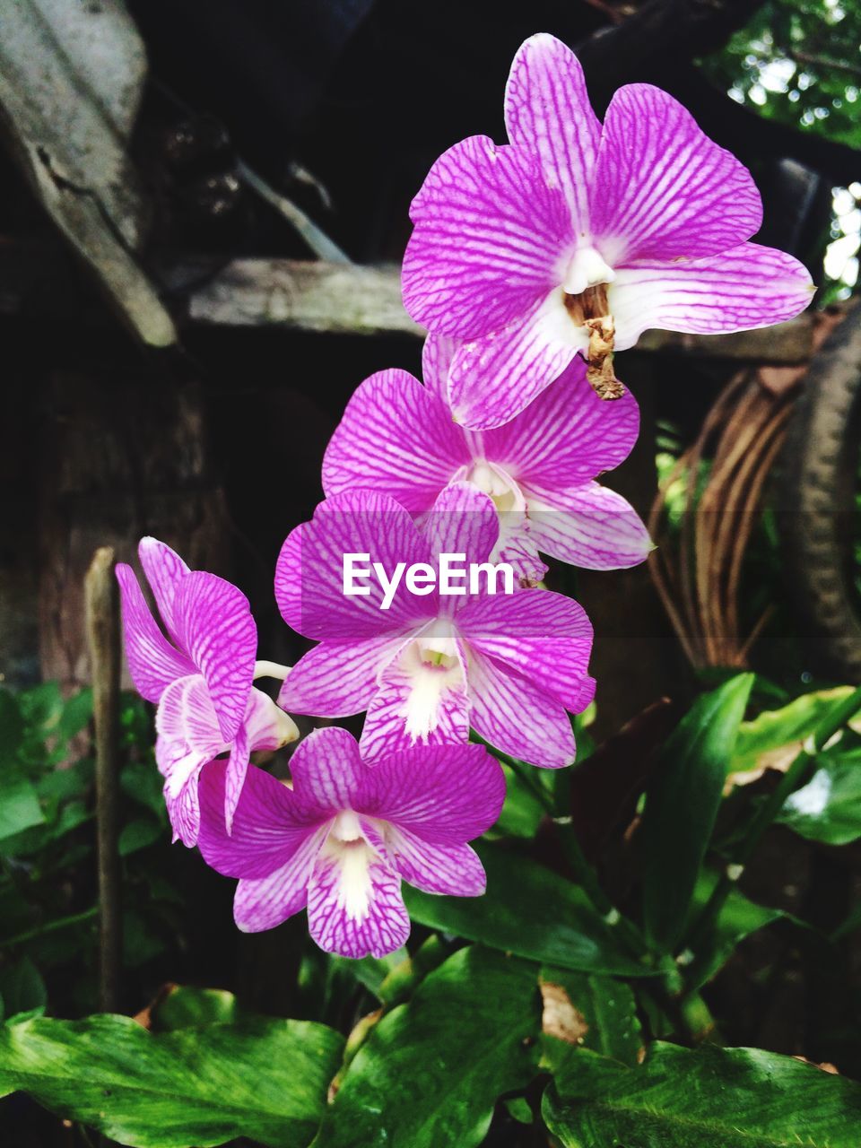 CLOSE-UP OF PURPLE FLOWERS BLOOMING