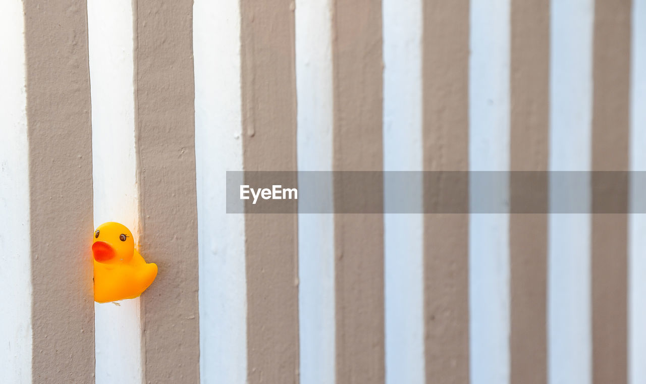 CLOSE-UP OF A BIRD WITH TOY