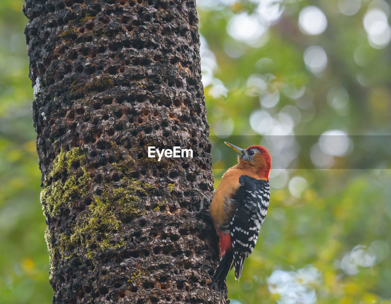 animal themes, animal, animal wildlife, tree, trunk, tree trunk, wildlife, woodpecker, bird, one animal, plant, nature, branch, focus on foreground, no people, outdoors, day, perching, beauty in nature, forest, flower, leaf, plant bark