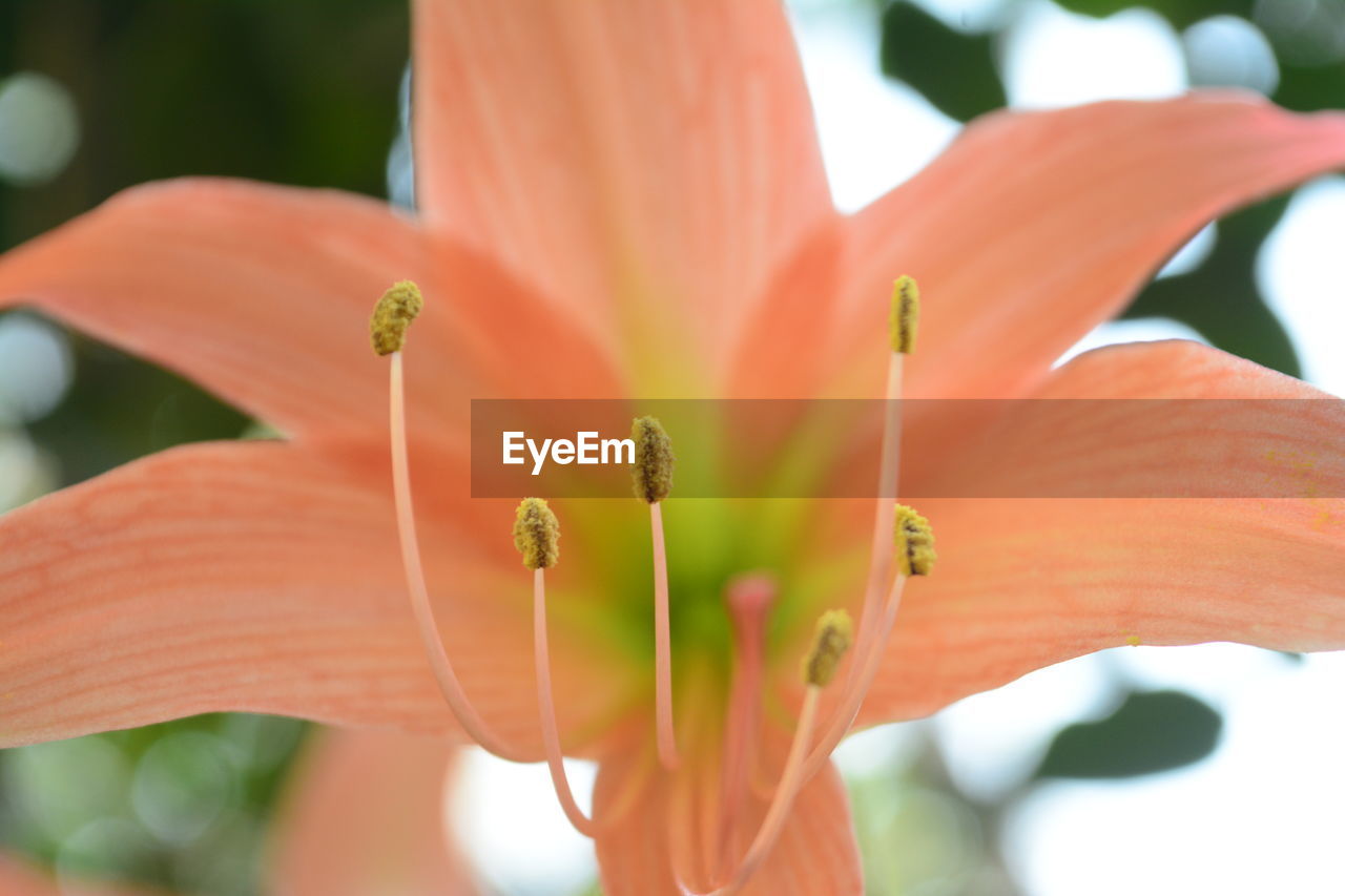 Close-up of flowering plant