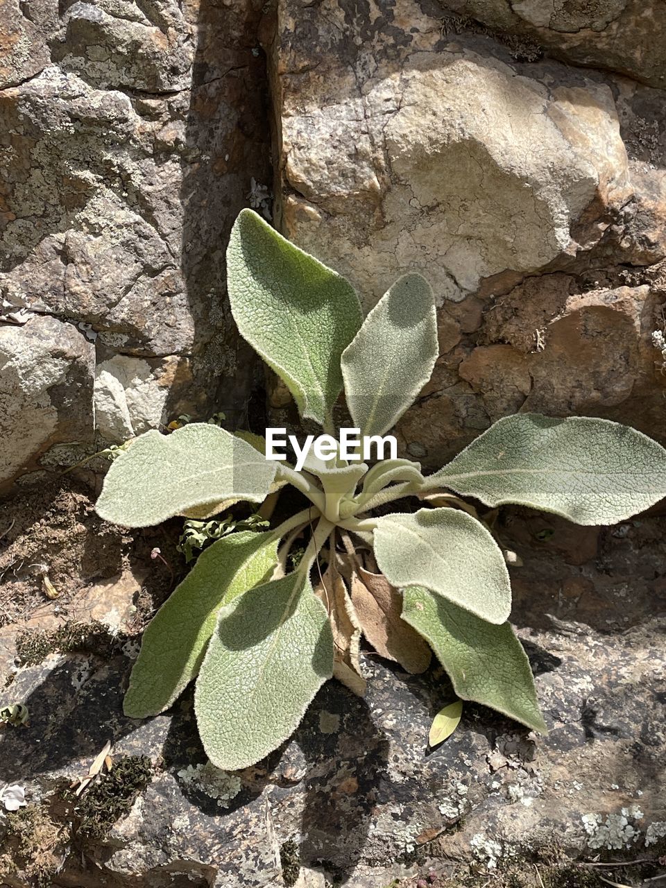 leaf, plant part, nature, flower, plant, growth, no people, high angle view, green, day, beauty in nature, close-up, sunlight, tree, outdoors, directly above, rock, land