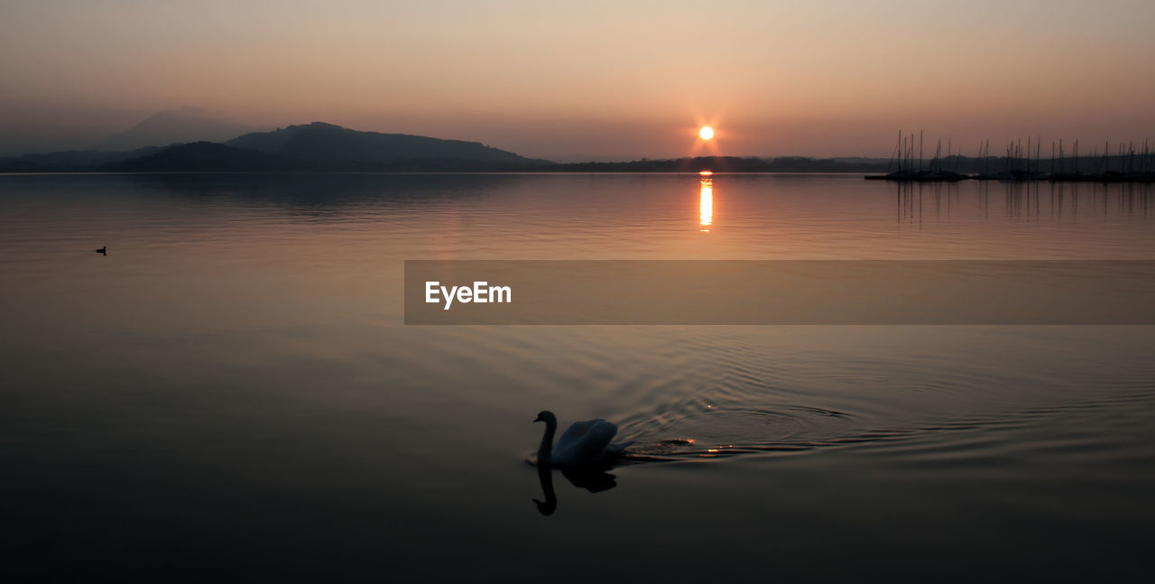 Duck swimming in lake against sky at sunset