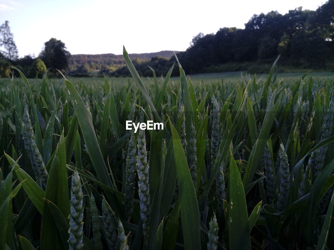 Wheat plants growing on field