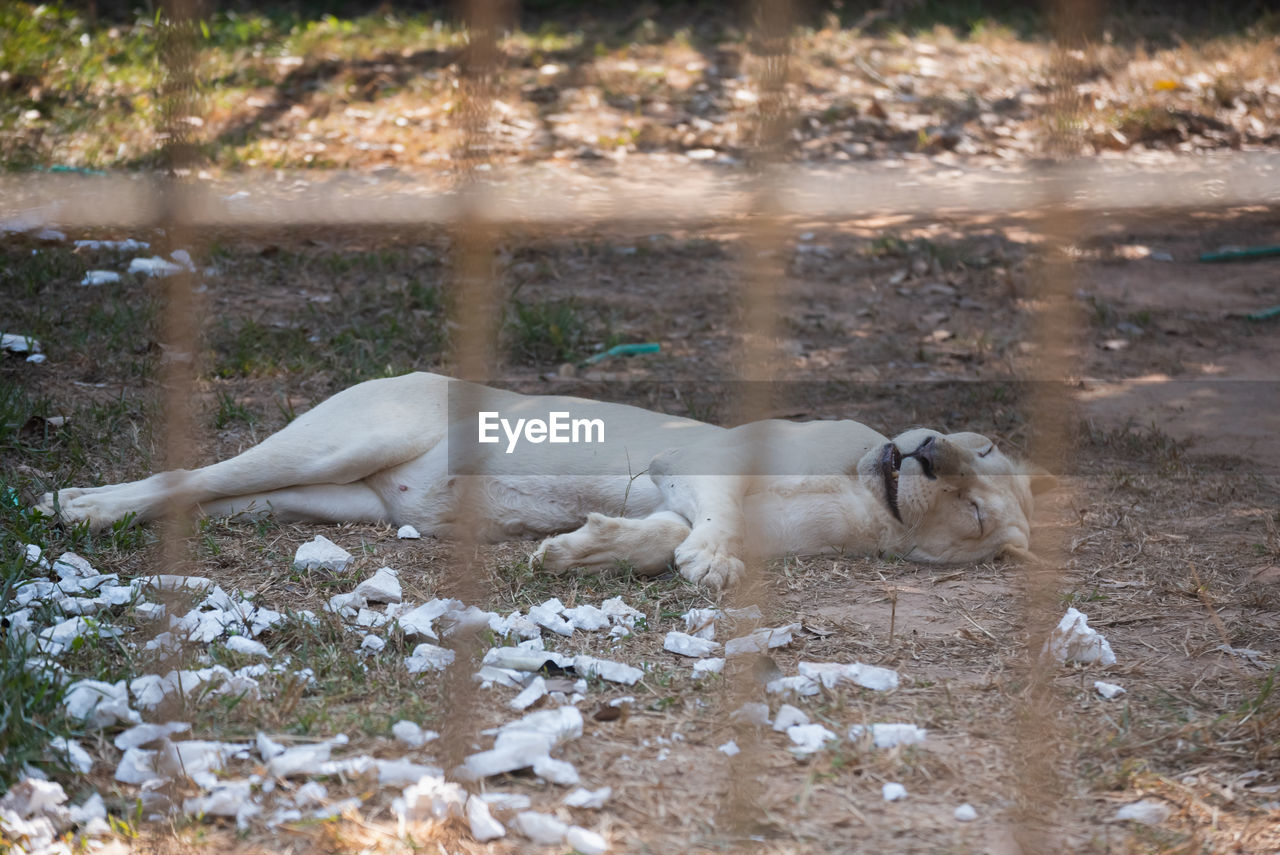 DOG RELAXING ON FIELD