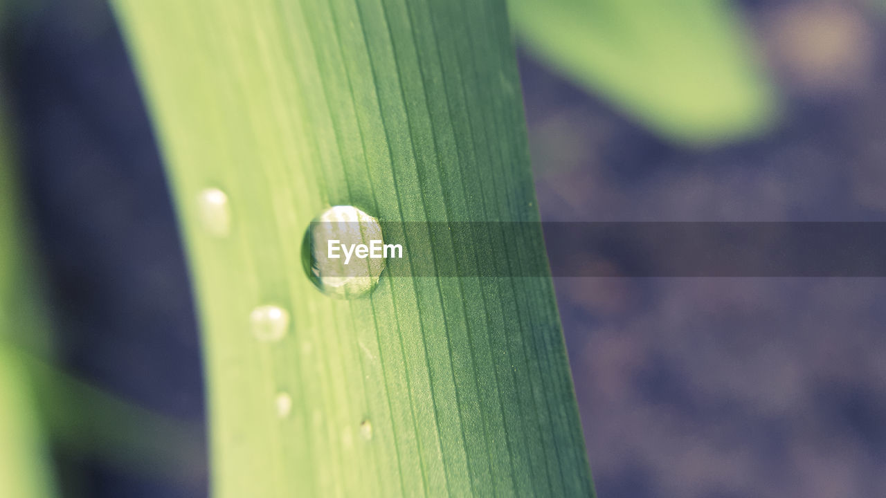 CLOSE-UP OF WATER DROPS ON LEAVES