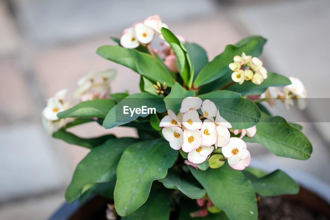 Close-up of yellow flowers blooming outdoors