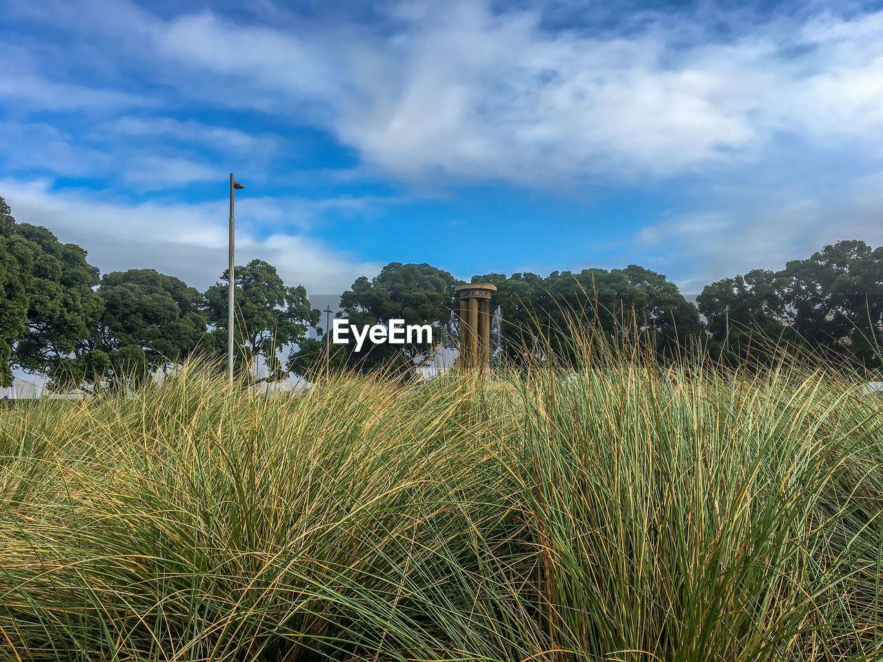 Plants growing on field against sky