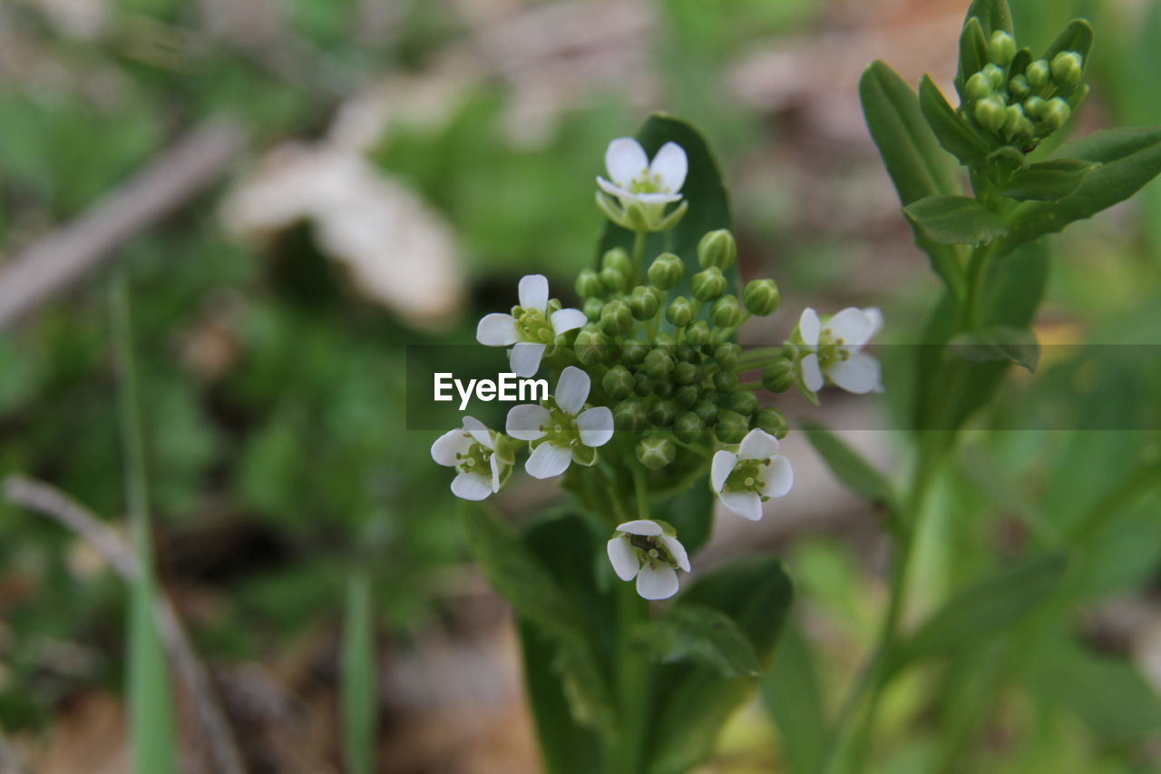 CLOSE-UP OF FLOWERING PLANT