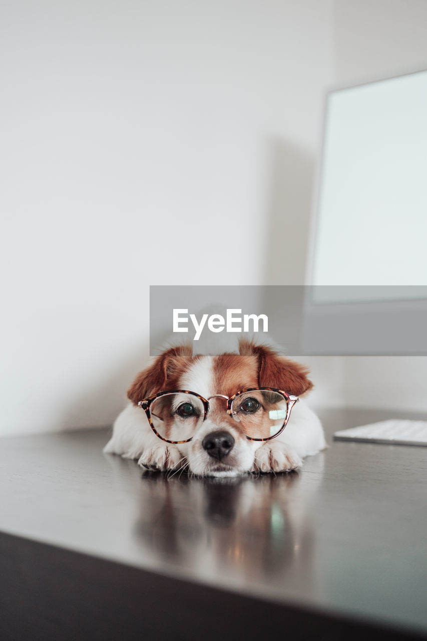 Close up of cute jack russell dog wearing eye wear working at home office on computer. tech and pets