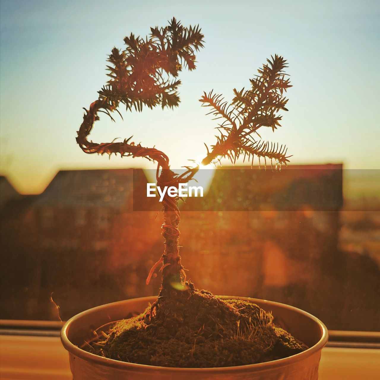 Bonsai tree silhouette 
