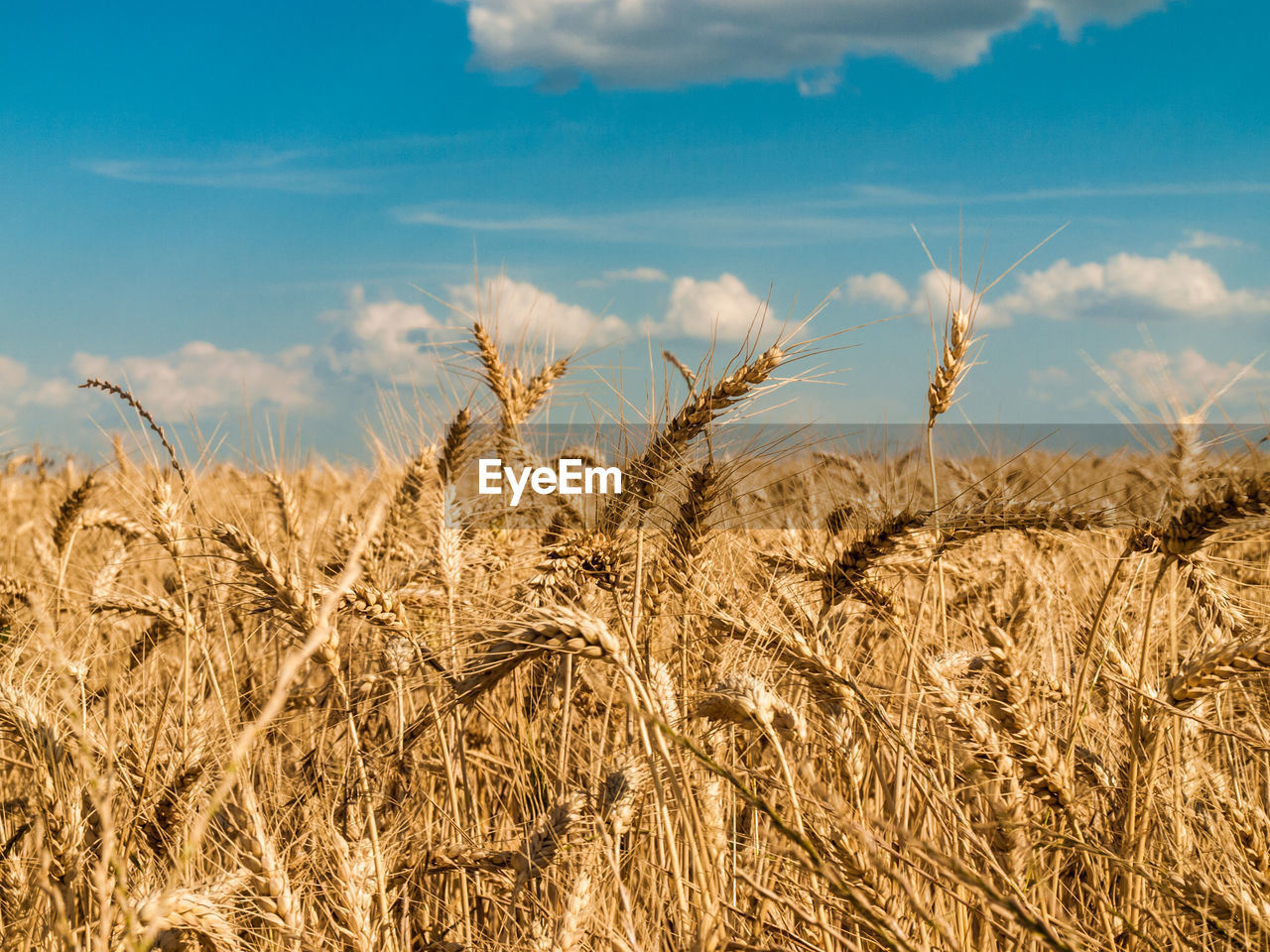 Wheat field against sky