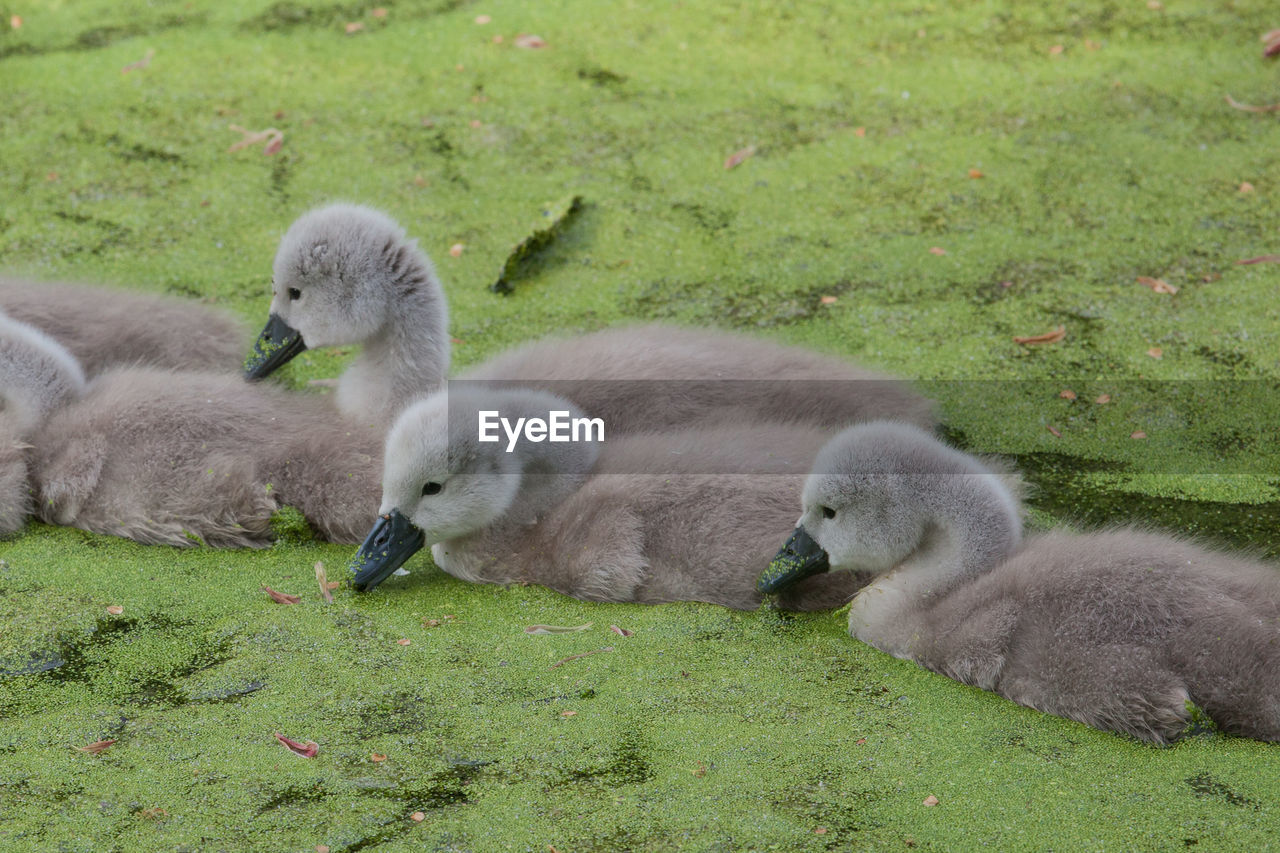 Close-up of cygnets at lakeshore