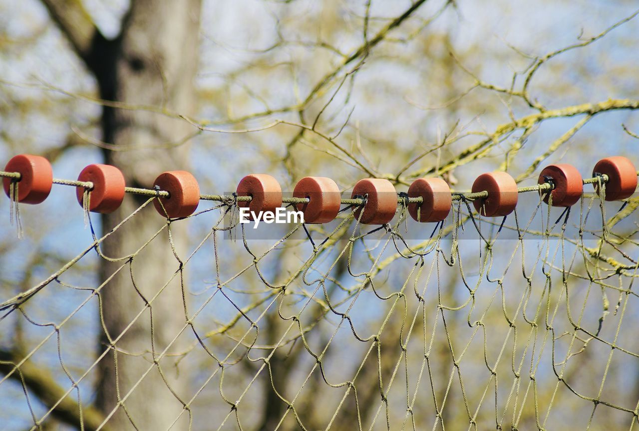 branch, nature, leaf, autumn, flower, fence, security, spring, no people, protection, plant, tree, close-up, twig, focus on foreground, wire fencing, macro photography, day, sunlight, chainlink fence, grass, outdoors, wire, outdoor structure, metal, home fencing
