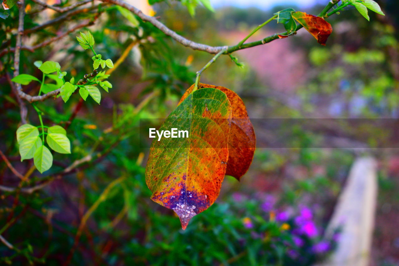 Close-up of orange leaves on tree