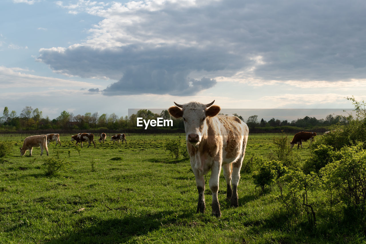 mammal, pasture, animal, animal themes, livestock, domestic animals, rural area, field, meadow, grass, natural environment, agriculture, plant, grassland, sky, grazing, landscape, nature, cattle, pet, farm, cloud, rural scene, land, environment, group of animals, herd, prairie, dairy cow, animal wildlife, cow, plain, domestic cattle, no people, green, outdoors, portrait, standing, food, beauty in nature, wildlife, social issues, bull, ranch, looking at camera