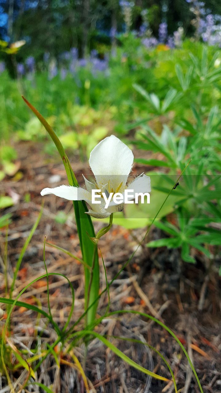 CLOSE-UP OF WHITE FLOWERS GROWING ON FIELD