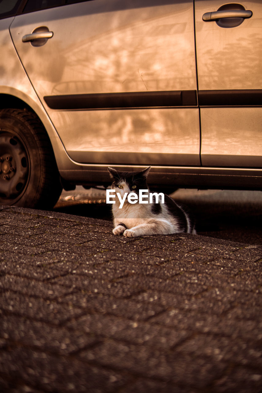 CAT LYING ON CAR