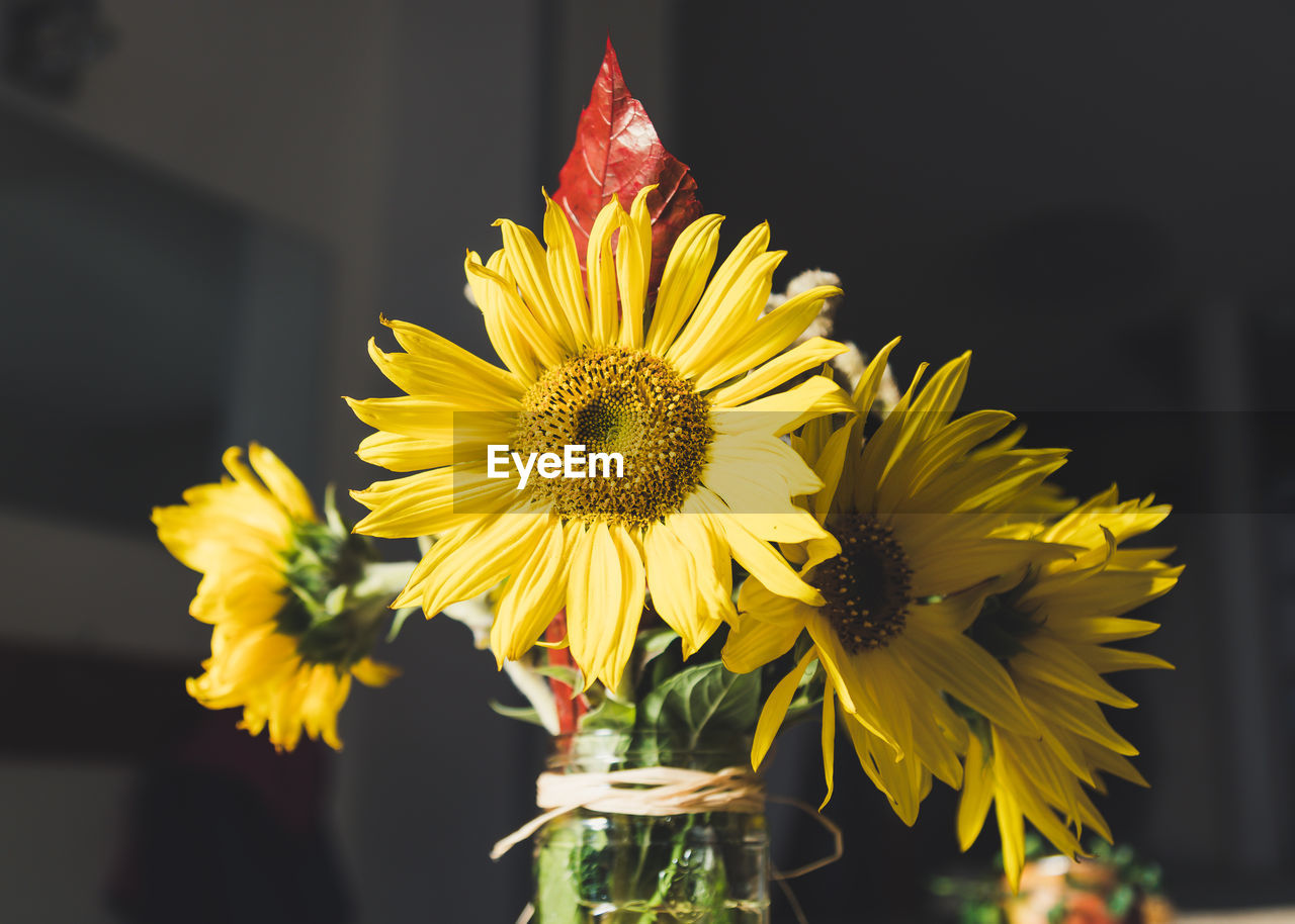 CLOSE-UP OF YELLOW FLOWER VASE