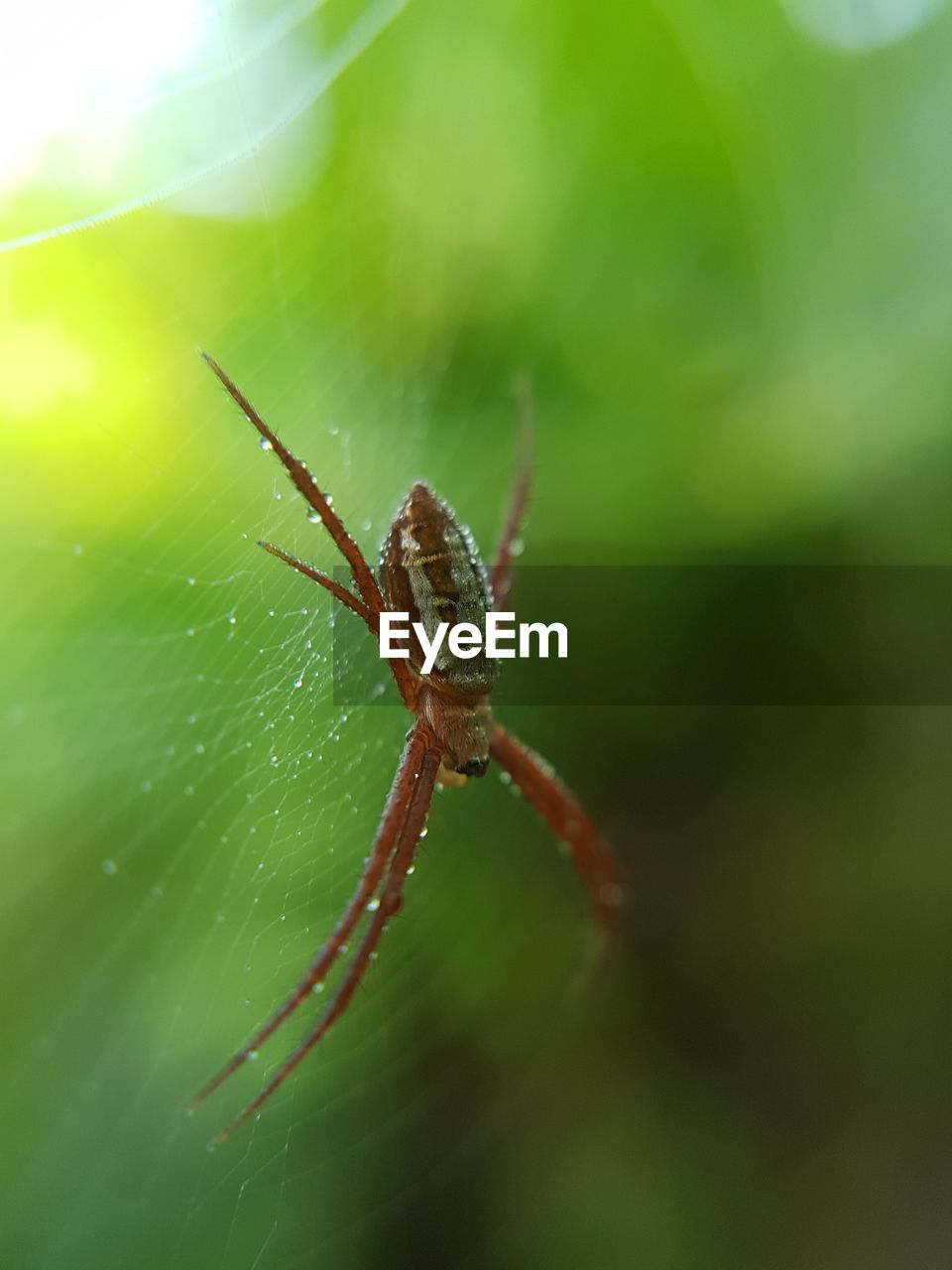 Close-up of spider on web