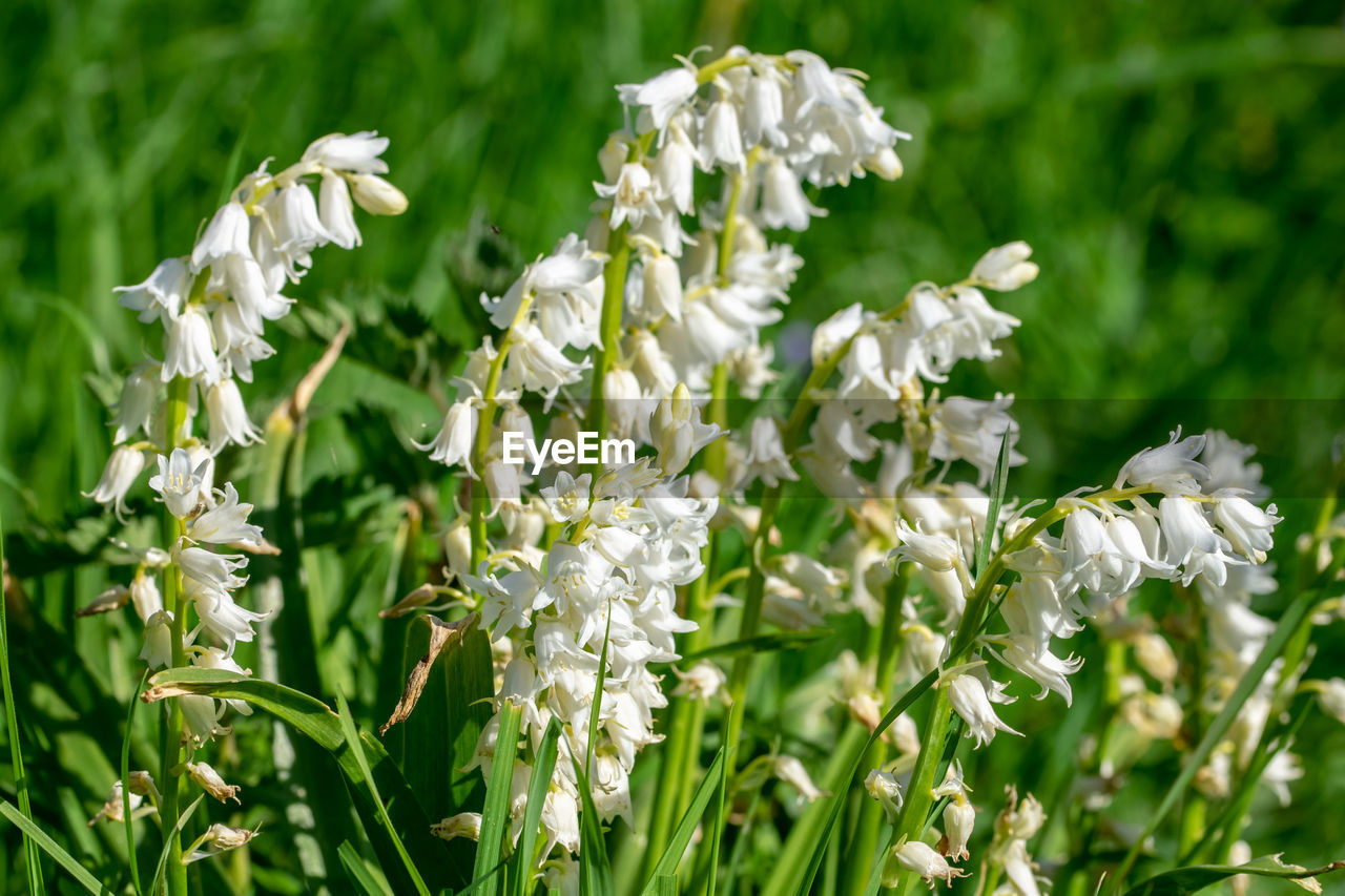 plant, flower, flowering plant, beauty in nature, freshness, nature, meadow, white, growth, grass, green, fragility, close-up, no people, land, petal, wildflower, focus on foreground, flower head, field, springtime, outdoors, day, inflorescence, plant part, blossom, botany, sunlight, food, leaf, selective focus, animal wildlife