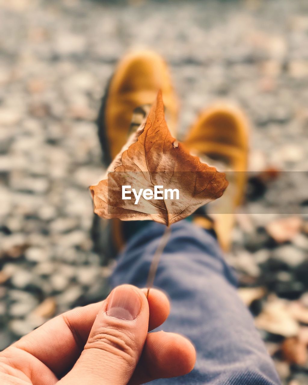 human hand, hand, human body part, one person, real people, leaf, plant part, autumn, personal perspective, body part, change, holding, finger, dry, human finger, focus on foreground, unrecognizable person, close-up, lifestyles, nature, outdoors, leaves, maple leaf, nail, dried, autumn collection, human limb