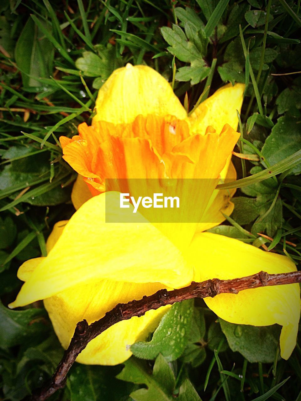 CLOSE-UP OF YELLOW FLOWER