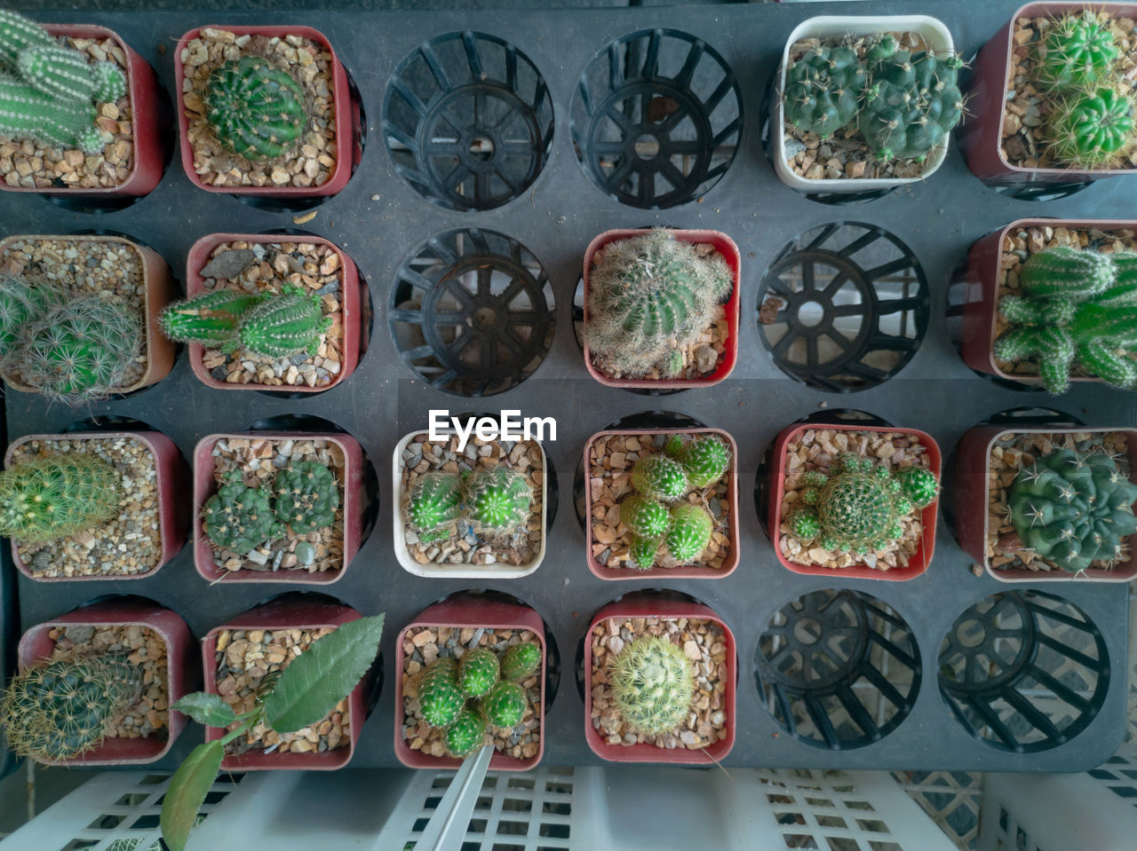 High angle view of potted plants
