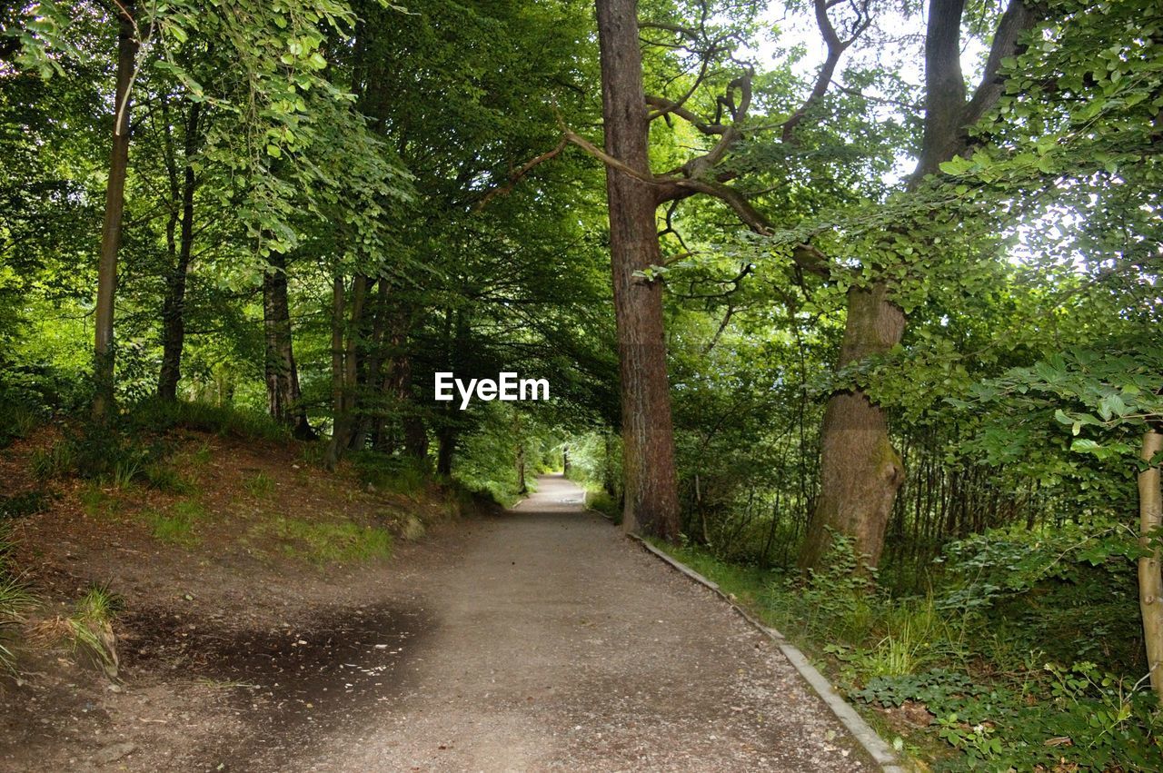 Scenic view of green forest