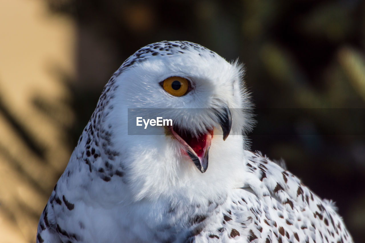 Close-up portrait of owl