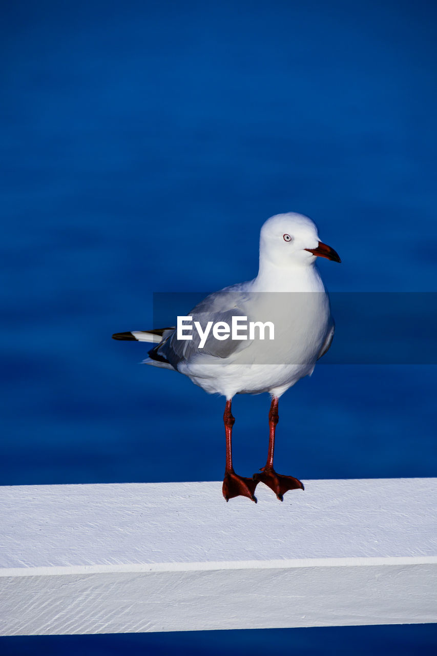 Seagull perching on a sea