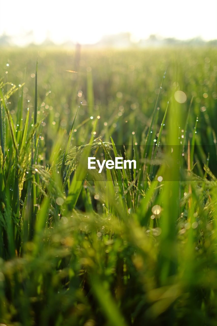 Scenic view of grassy field