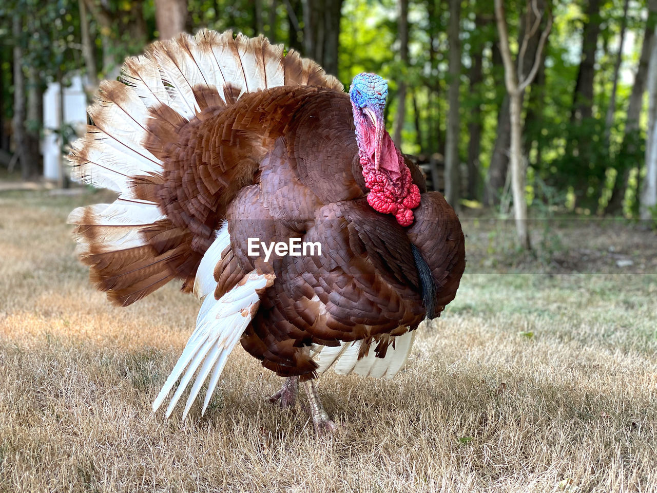 Turkey from side view