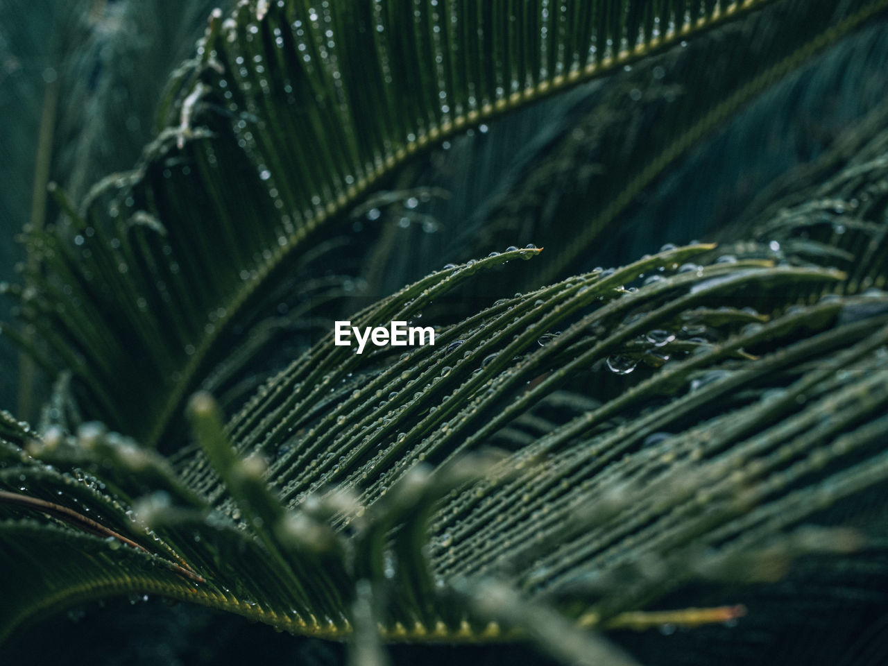 Close-up of wet plant leaves during rainy season