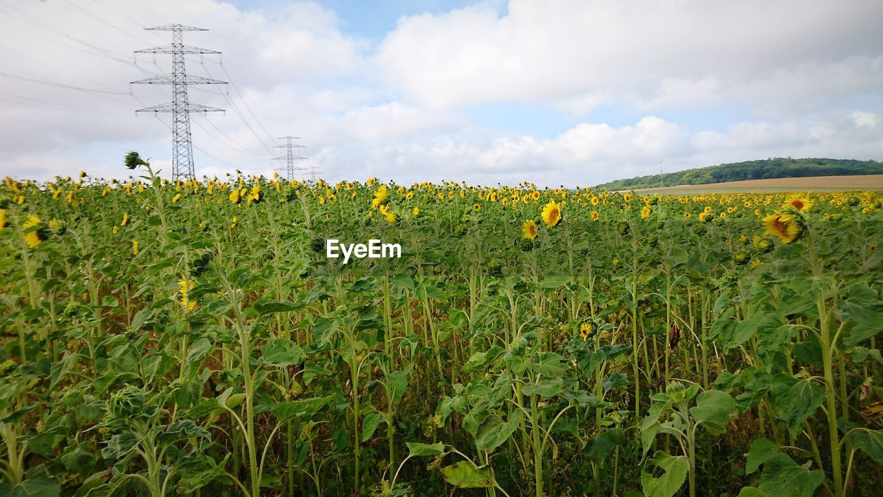 SCENIC VIEW OF SUNFLOWER FIELD