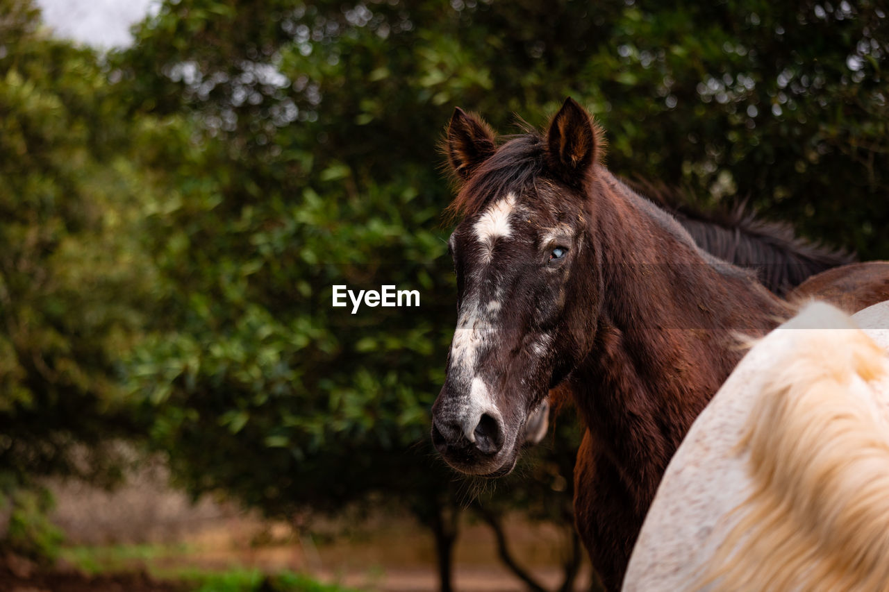 Horses on pasture, in the heard together, happy animals, portugal lusitanos