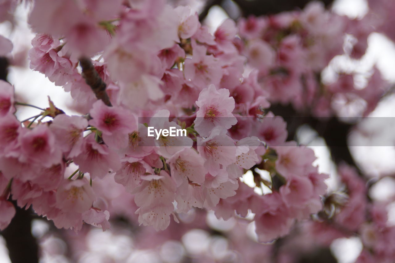 PINK CHERRY BLOSSOMS IN SPRING