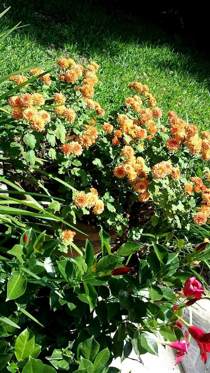 High angle view of orange flowers blooming on grassy field