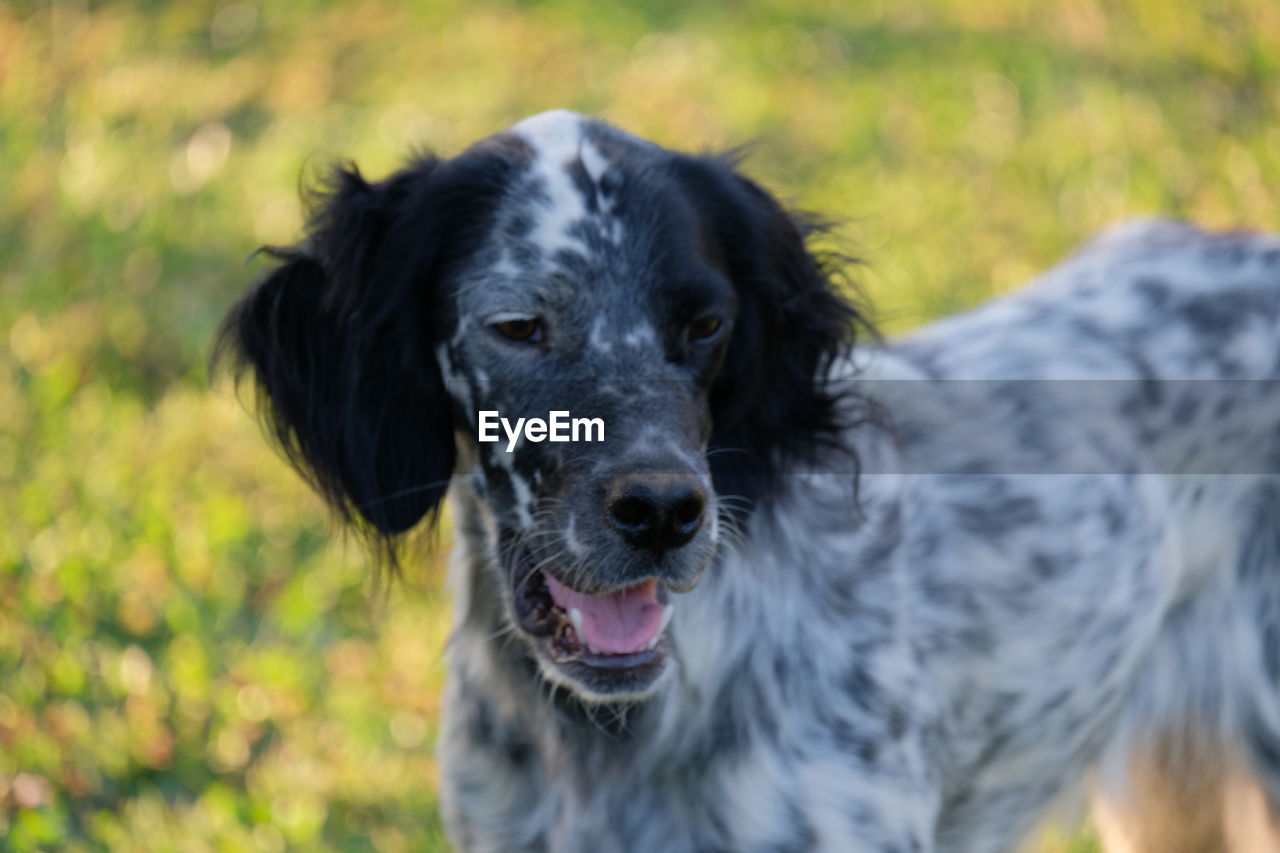 pet, dog, canine, one animal, animal themes, domestic animals, mammal, animal, portrait, setter, looking at camera, nature, no people, smiling, happiness, facial expression, animal body part, black, cute, stabyhoun, outdoors, border collie, carnivore, emotion, yellow, looking, purebred dog, focus on foreground