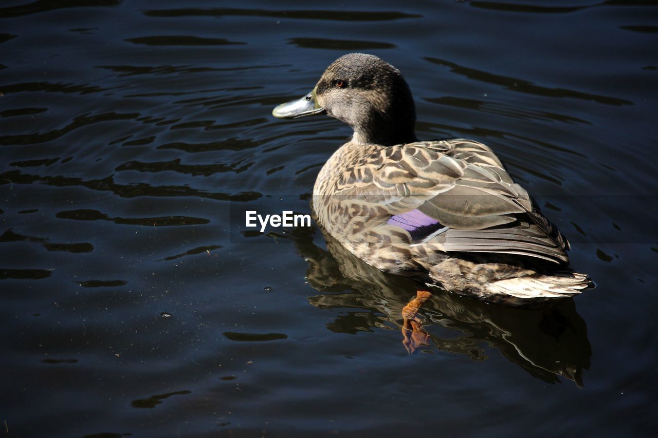 High angle view of mallard duck swimming in lake