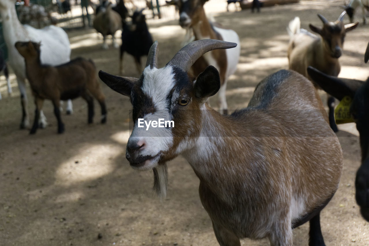 Goats at farm