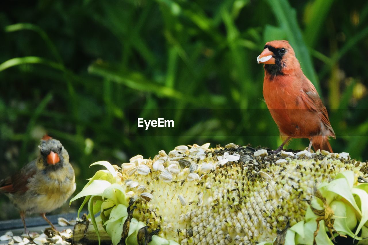 animal themes, animal, bird, animal wildlife, nature, wildlife, beak, perching, group of animals, sparrow, robin, eating, plant, no people, outdoors, flower, multi colored, beauty in nature, food, full length, environment, branch, songbird, focus on foreground