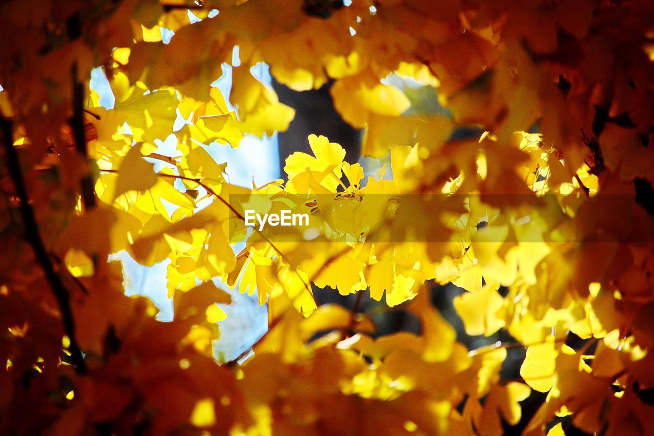 CLOSE-UP OF MAPLE LEAVES DURING AUTUMN