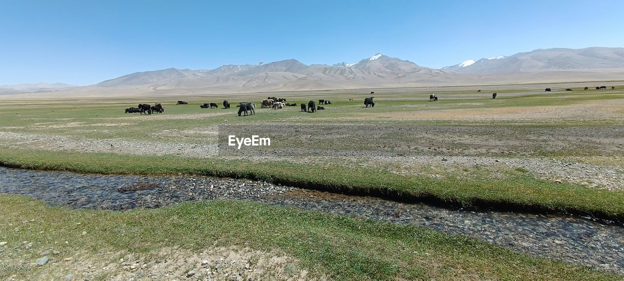 landscape, environment, grassland, plain, steppe, natural environment, mountain, scenics - nature, animal, sky, plateau, land, nature, animal themes, animal wildlife, wilderness, mammal, field, grass, prairie, pasture, beauty in nature, domestic animals, group of animals, livestock, mountain range, no people, rural area, plant, agriculture, non-urban scene, day, wildlife, travel destinations, tundra, large group of animals, blue, meadow, travel, tranquil scene, outdoors, tranquility, rural scene, clear sky, herd, water, tourism, sunny, wetland, valley, remote, grazing, green